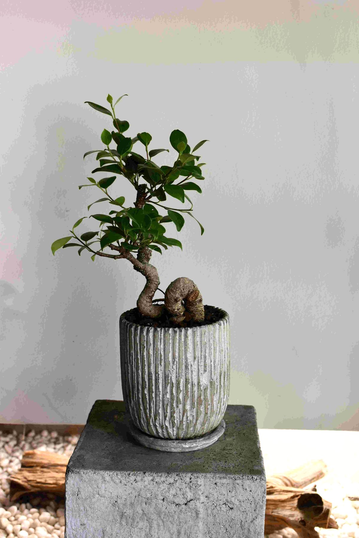 観葉植物 ガジュマル(G-11) | hirugao 観葉植物 ガジュマル(G-11) | hirugao