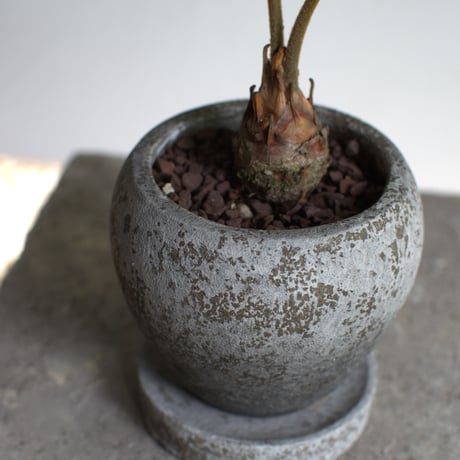 観葉植物 ザミア・フルフラセア(G-30)