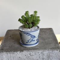 盆栽 小松緑(Y-66)