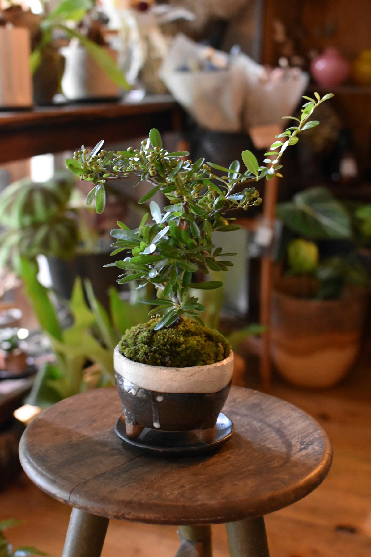 町直 盆栽鉢 植木鉢 希少 ⑧ 町直 盆栽鉢 植木鉢 希少 ⑧