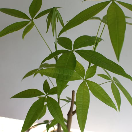 観葉植物 パキラ(G-28)