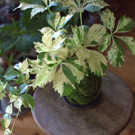 苔玉　アメリカヅタ(C-13)