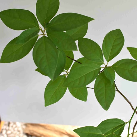 苔玉 黒文字(C-31)
