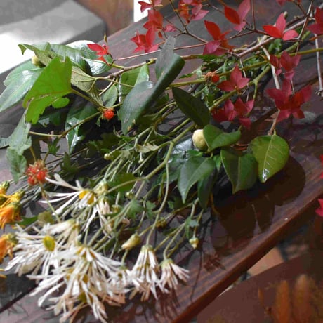 【花便り】アソートS(和花/茶花) お花の定期便