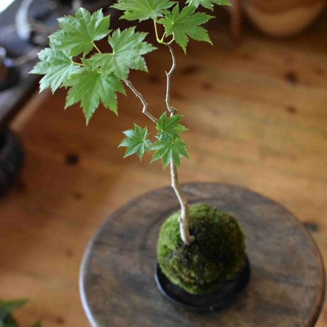 苔玉 紅葉〈葉団扇楓〉(C-17)