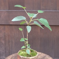 盆栽　ペティオラリス(Y‐12)