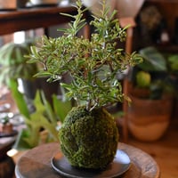 苔玉 常盤山査子(C-19)
