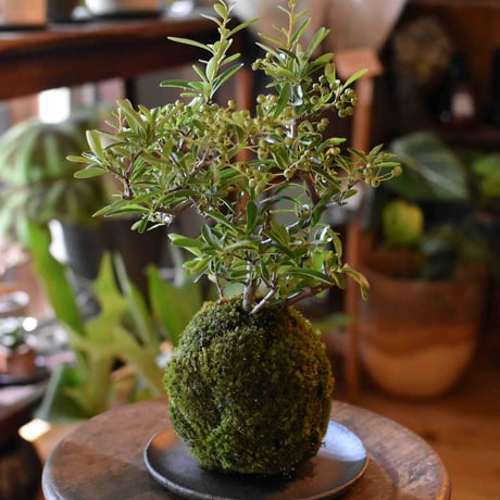 苔玉 常盤山査子(C-19)