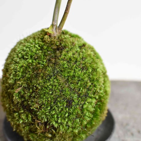 苔玉 紅葉〈流泉〉(C-30)