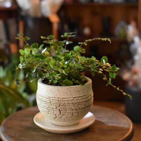 観葉植物　ペリエア・ロツンデフォリア(G-9)