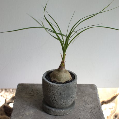 観葉植物 トックリラン(G-32)