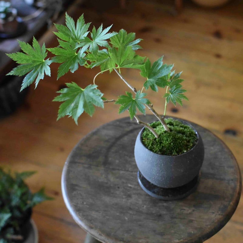 盆栽 紅葉〈葉団扇楓〉(Y-23) | hirugao