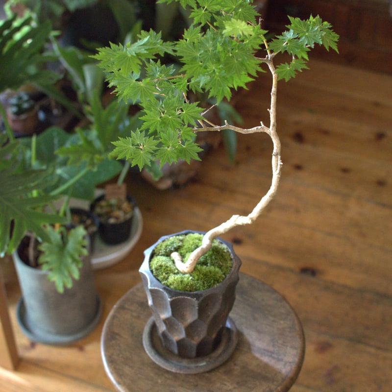 盆栽 有明モミジ I bought Ariake maple at BONSAIBOSSA's STORE - YouTube