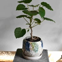 観葉植物 フィカス・アブチリフォリア(G-18)