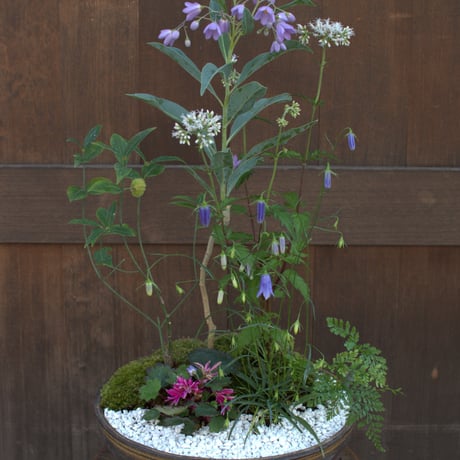 山野草寄せ植えM