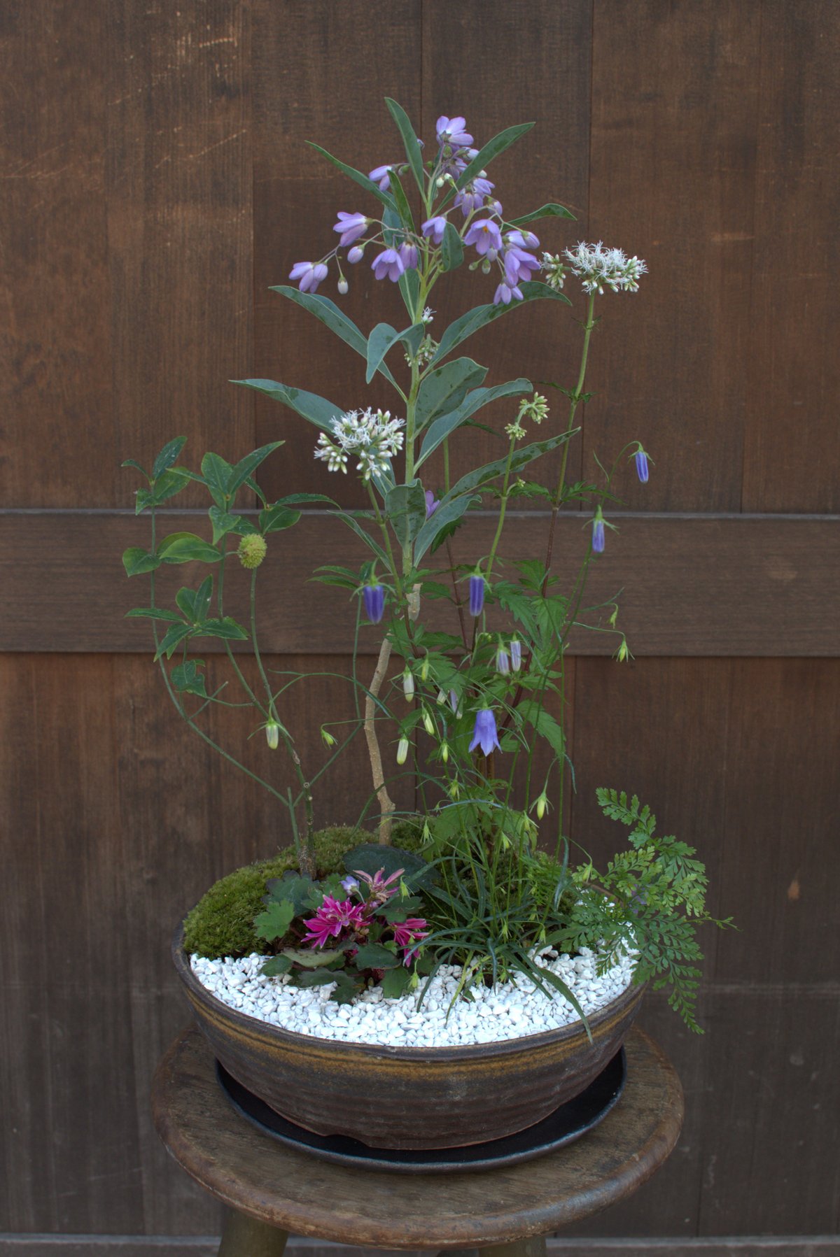 山野草寄せ植えM | hirugao 山野草寄せ植えM | hirugao