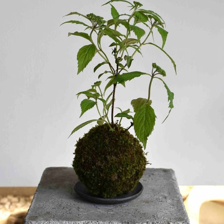 苔玉 山アジサイ(C-50)