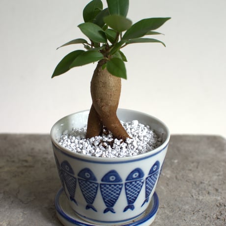 観葉植物 人参ガジュマル(G-35)