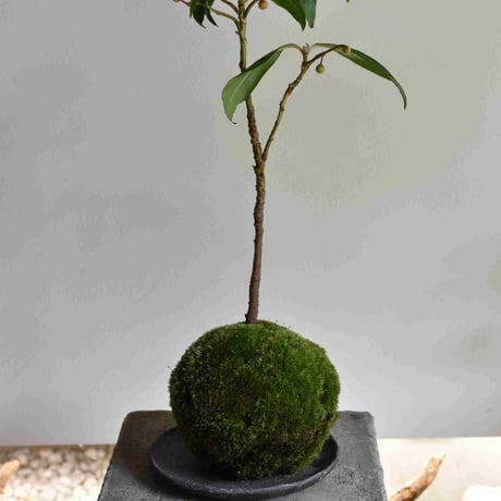 苔玉　百両(C-28)