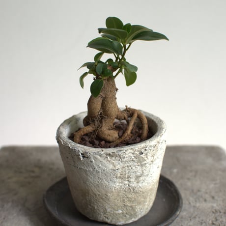 観葉植物 人参ガジュマル(G-35)