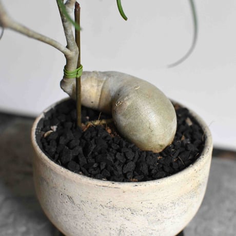 観葉植物 ユーフォルビア・ヘディトイデス(G-20)
