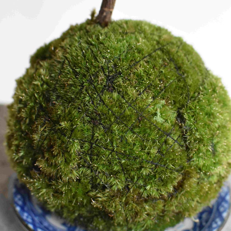 苔玉 沈丁花(C-25) | hirugao