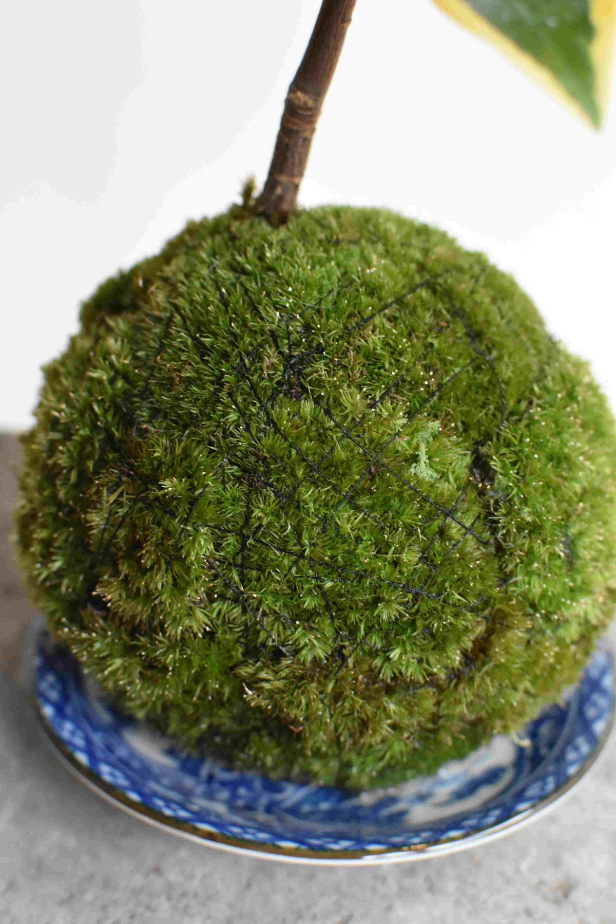 苔玉・苔 puyozou 苔玉・苔 puyozou 苔玉 風知草(C-16) | hirugao