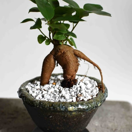 観葉植物 人参ガジュマル(G-21)