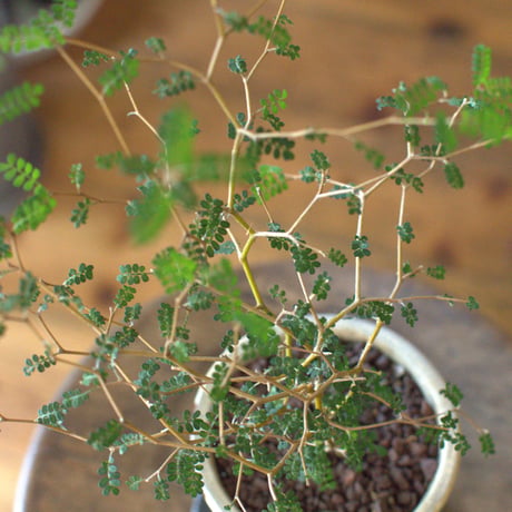 観葉植物　姫エンジュ(G-8)