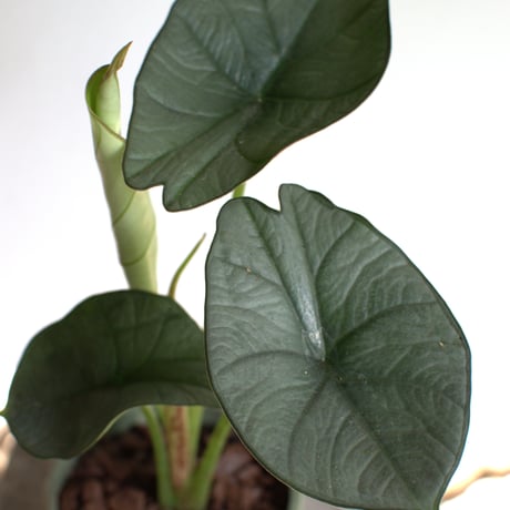 観葉植物 アロカシア(G-33)