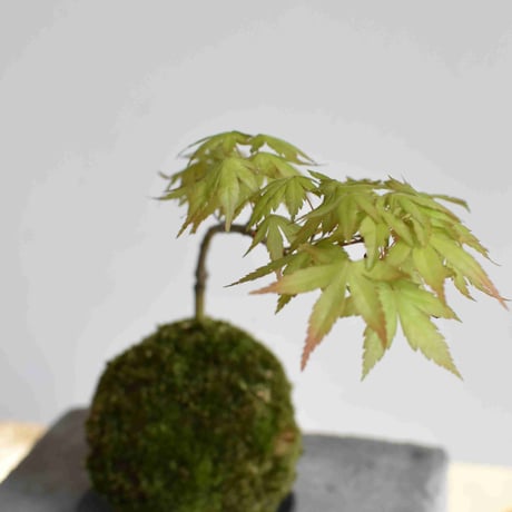 苔玉 紅葉〈桂〉(C-49)