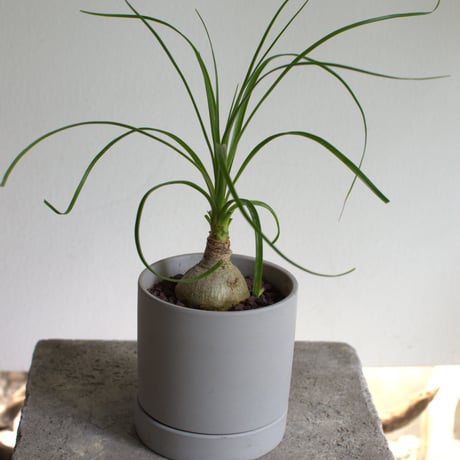 観葉植物 トックリラン(G-32)