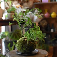 苔玉　獅子岩ヒトデ(C-22)
