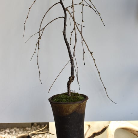 盆栽 枝垂桜(Y-69)