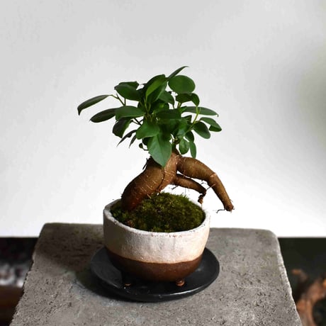 観葉植物 人参ガジュマル(G-21)