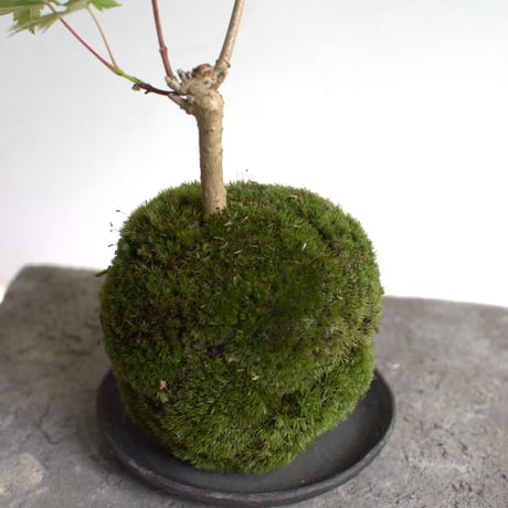 苔玉 紅葉〈葉団扇楓〉(C-54)