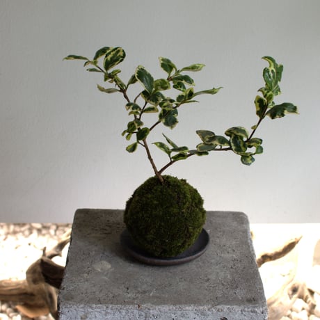 苔玉 寒椿〈三光斑〉(C-52)