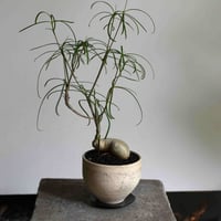 観葉植物 ユーフォルビア・ヘディトイデス(G-20)