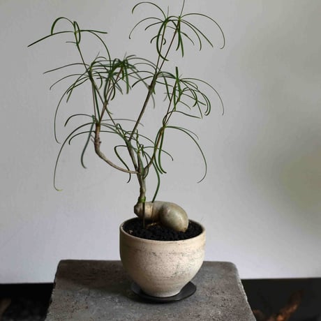 観葉植物 ユーフォルビア・ヘディトイデス(G-20)