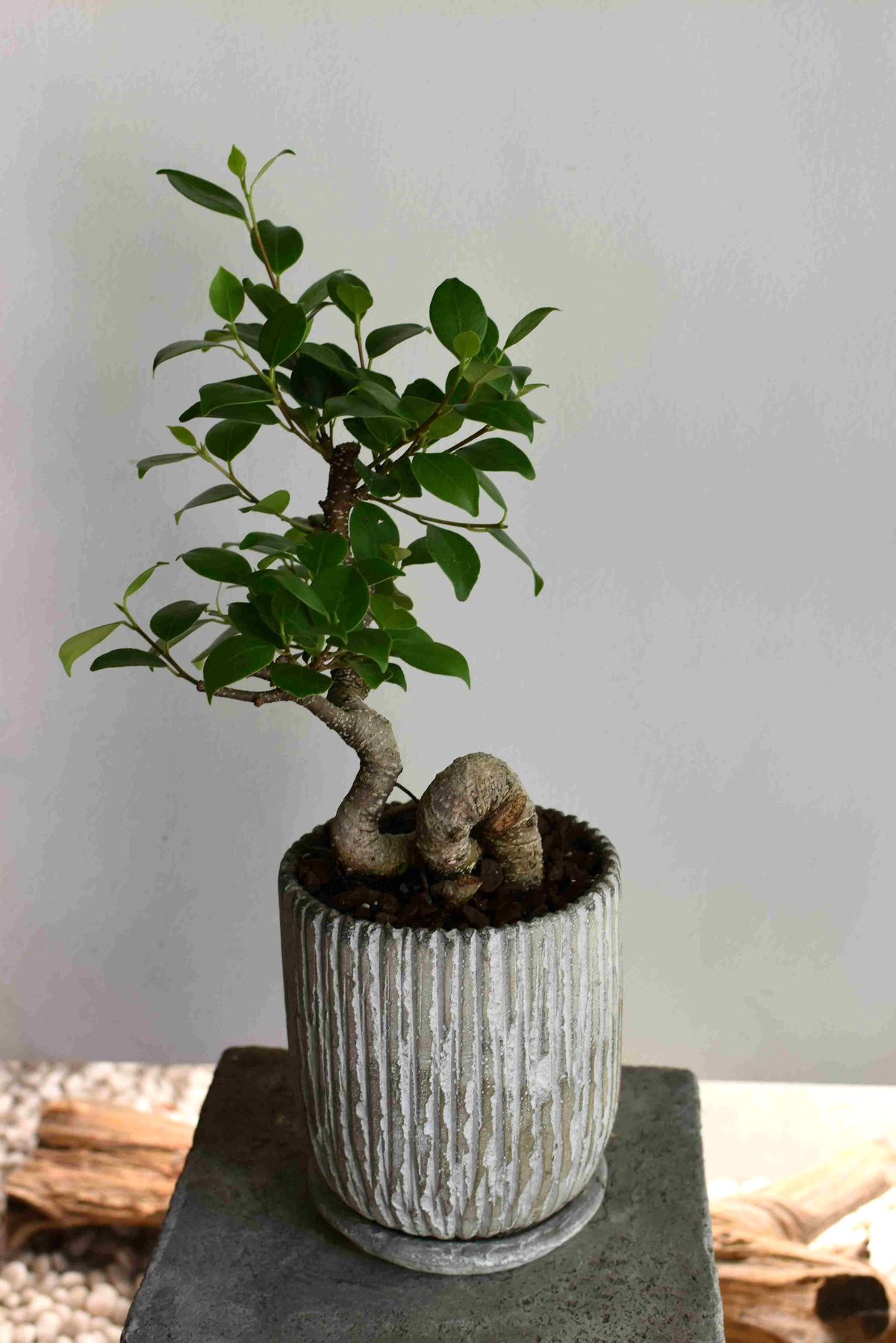 ガジュマルの木 観葉植物 8号鉢苗 盆栽 大型種類 縁起物
