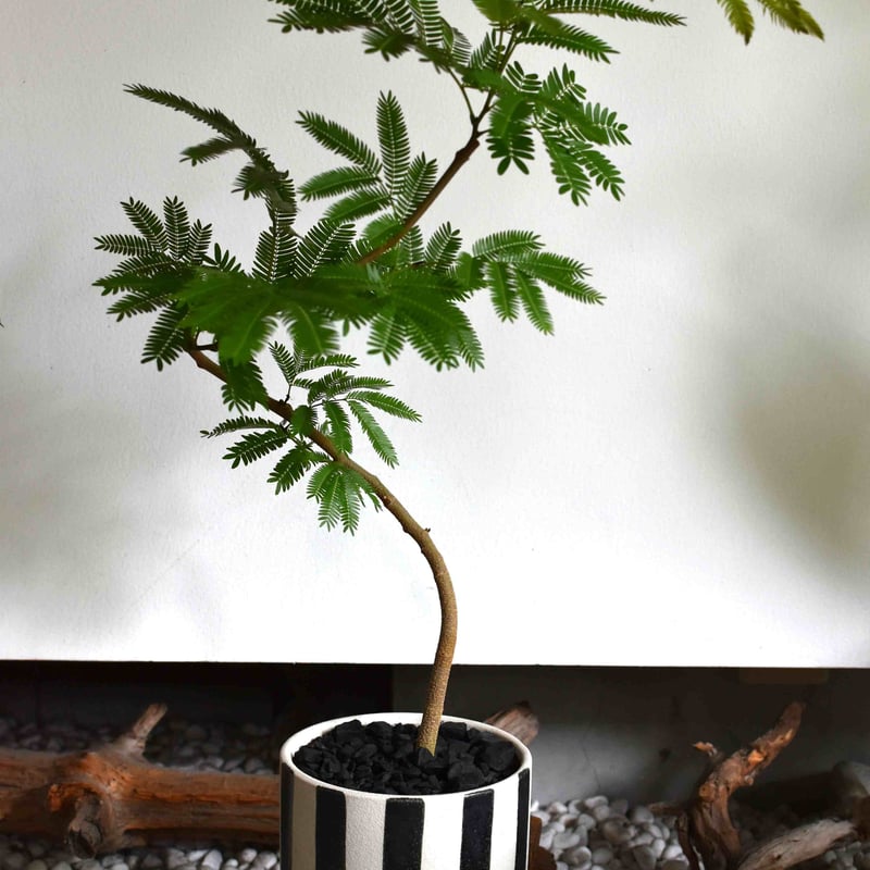 【最終値下げ】観葉植物 エバーフレッシュ 観葉植物 エバーフレッシュ(G-15) | hirugao