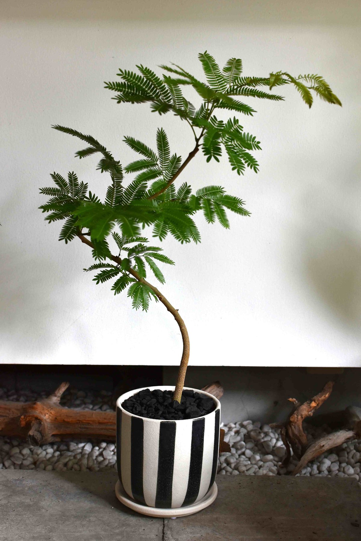 観葉植物 エバーフレッシュ(G-15) | hirugao