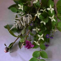 【花便り】アソートS(和花/茶花) お花の定期便