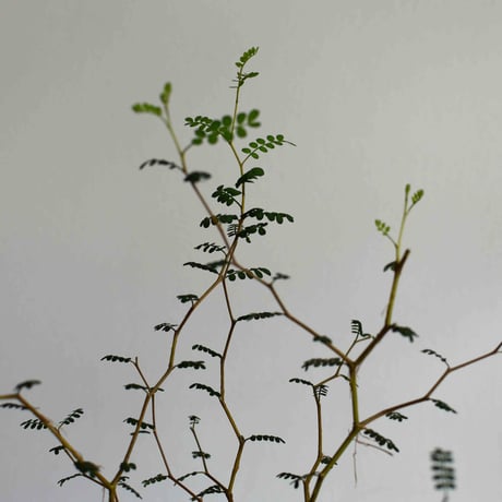 観葉植物 ソフォラ・リトルベイビー(G-14)