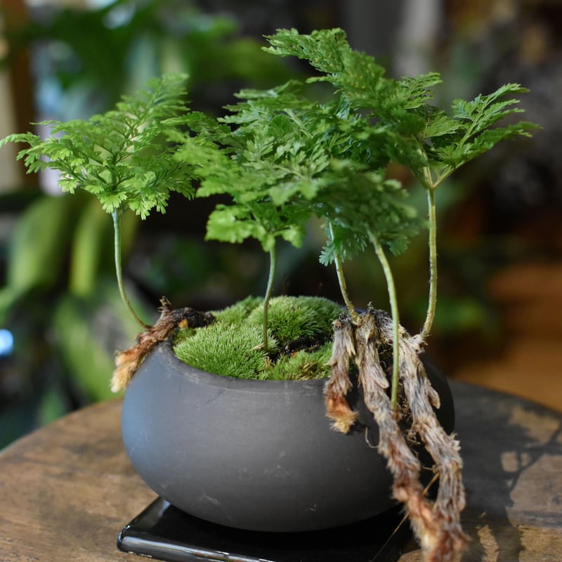 トキワシノブ盆栽 軽石仕立陶器鉢付き( 3/23撮影) 観葉植物の販売・ギフトならフラワーコーポレーション / 観葉植物