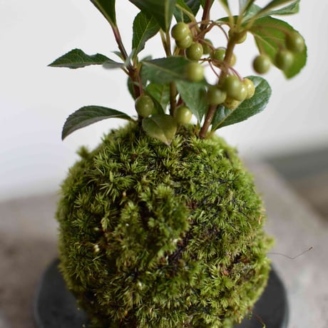苔玉　ヤブコウジ(C-23)