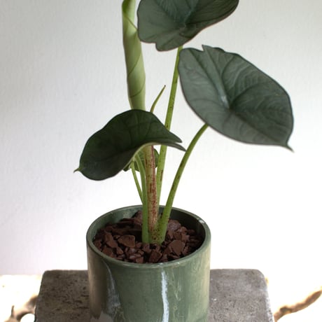 観葉植物 アロカシア(G-33)