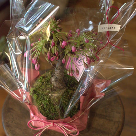 苔玉　旭山桜(C‐11)