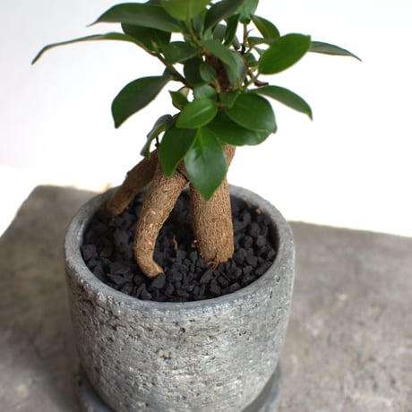 観葉植物 人参ガジュマル(G-35)