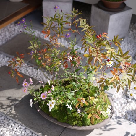 山野草の寄せ植え2L